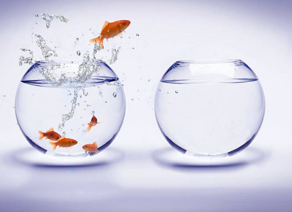 Fish Jumping Out of Bowl Hire Innovators