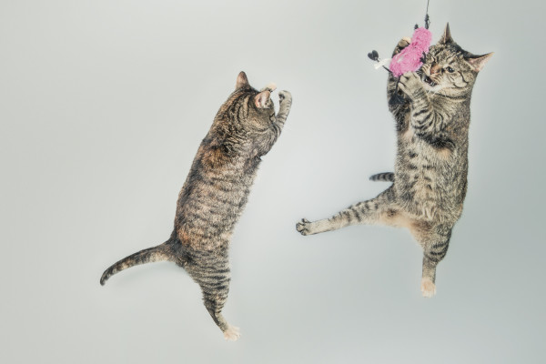 jumping-cute-playing-animals