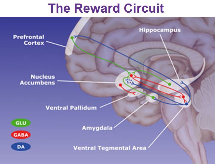 The biology of productivity - the reward circuit