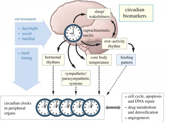 biology of productivity - circadian rhythms