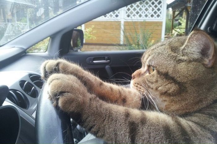 Driving Kitty