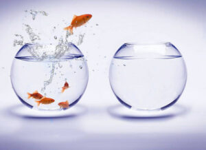 Fish Jumping Out of Bowl Hire Innovators