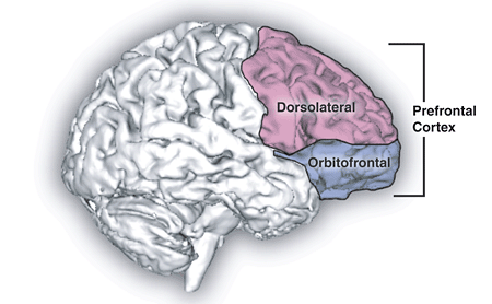 Prefrontal_cortex