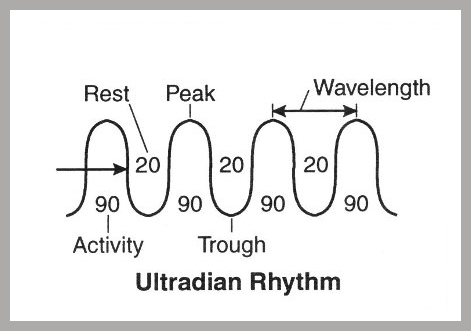science of productivity - ultradian rhythms